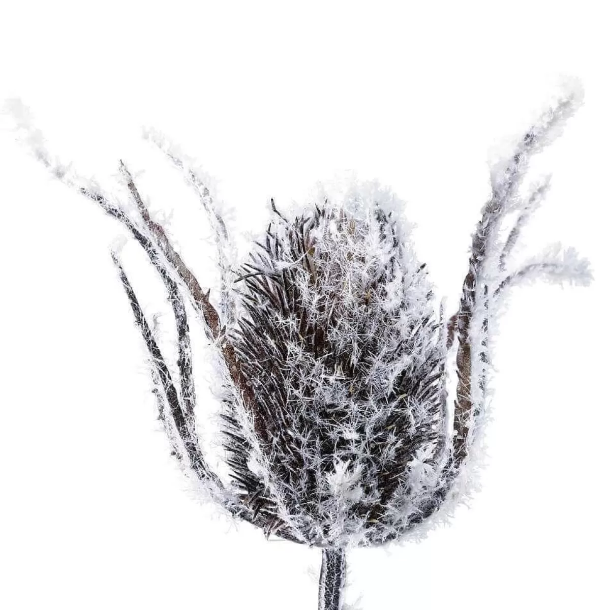 DecoWoerner Artificial Branch Thistle Snowed, 74 Cm