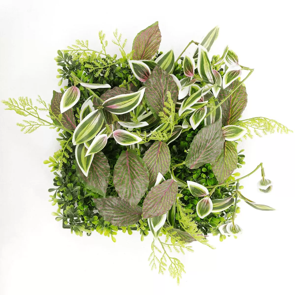 DecoWoerner Artificial Fittonia Box Panel 25 X 25 Cm