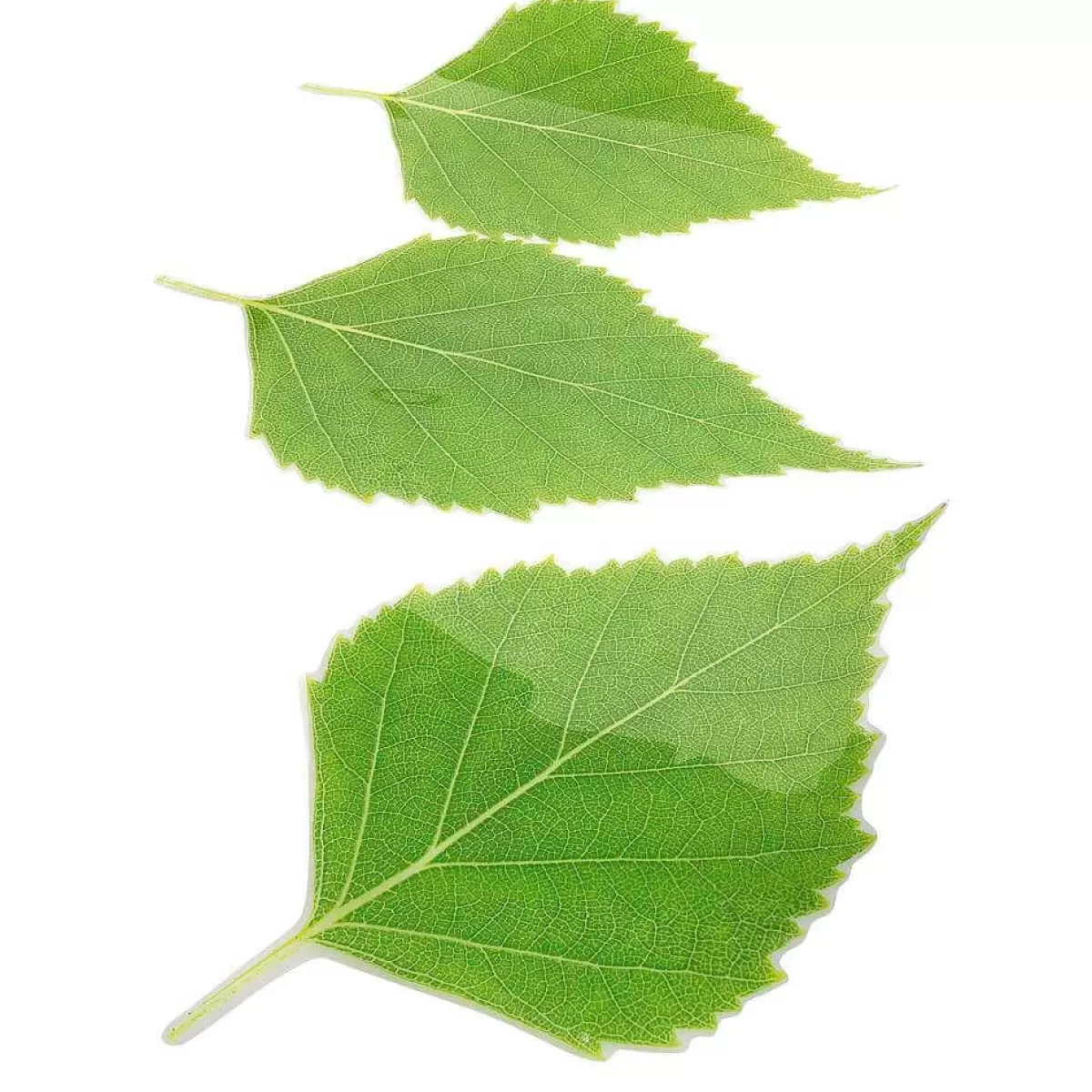 DecoWoerner Birch Leaf Set