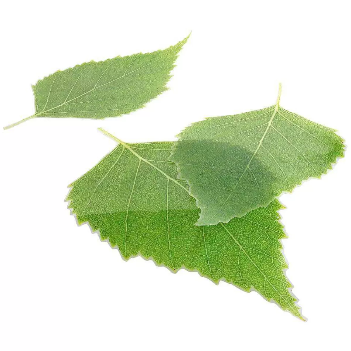 DecoWoerner Birch Leaf Set