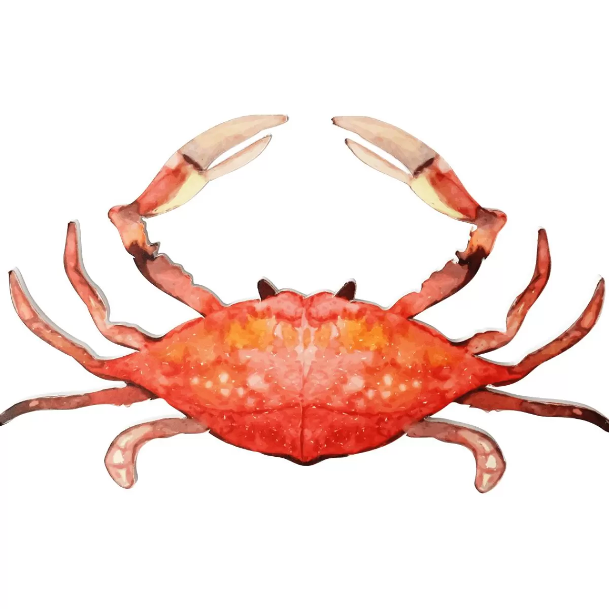 DecoWoerner Crab Display In Watercolours 33 X 18 Cm