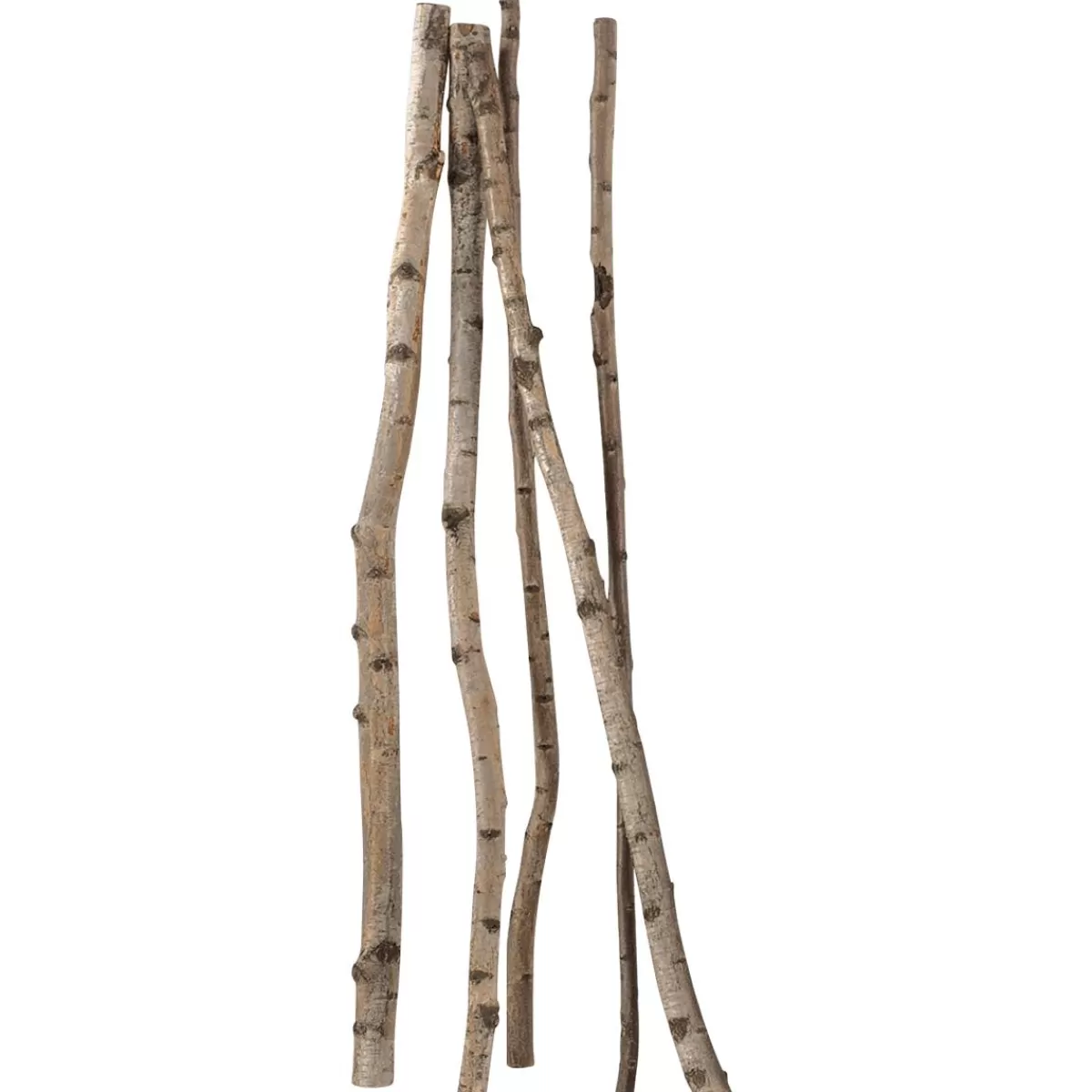 DecoWoerner Decorative Birch Trunks 170 Cm, 5 Pcs