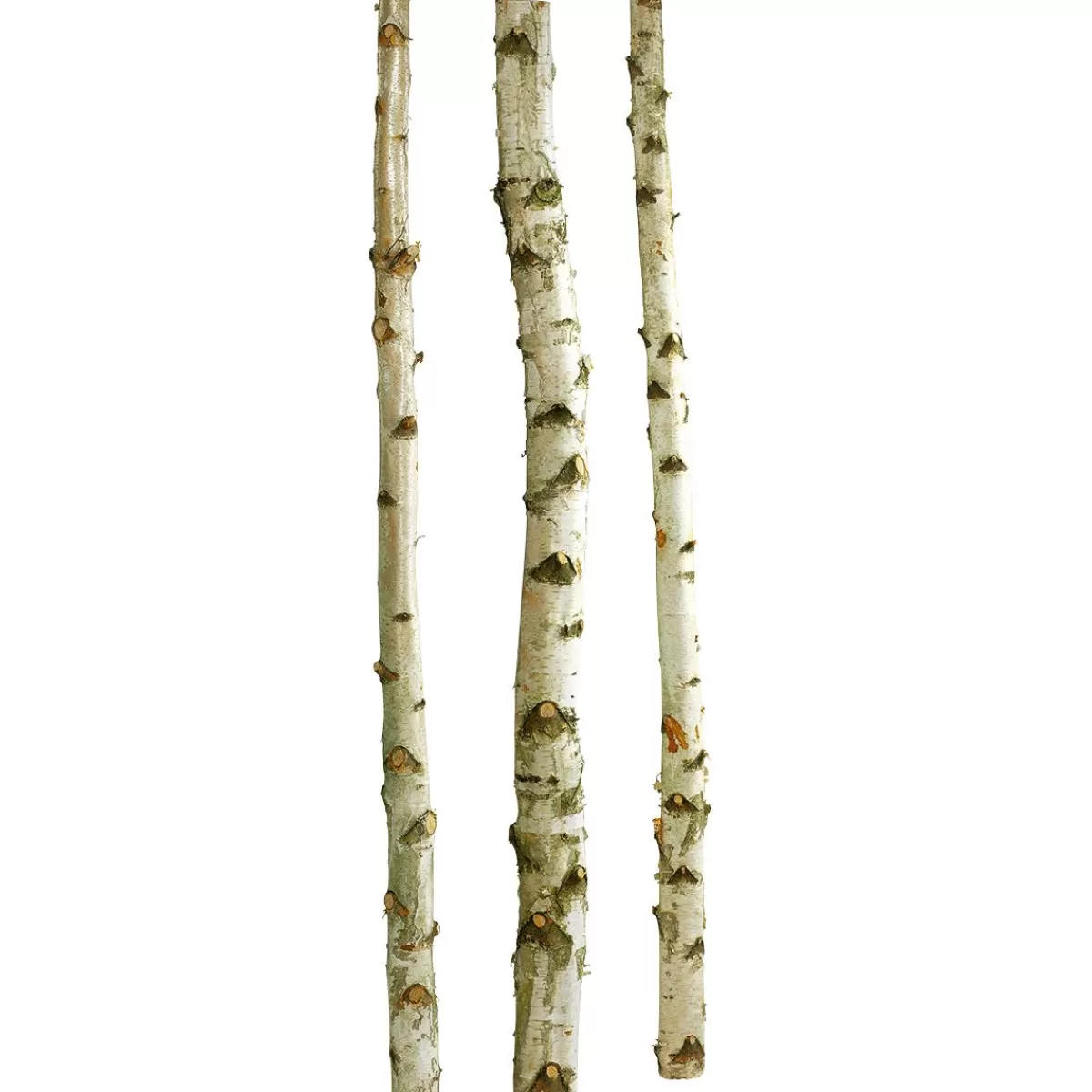 DecoWoerner Decorative Birch Trunks 200 Cm, 3 Pcs