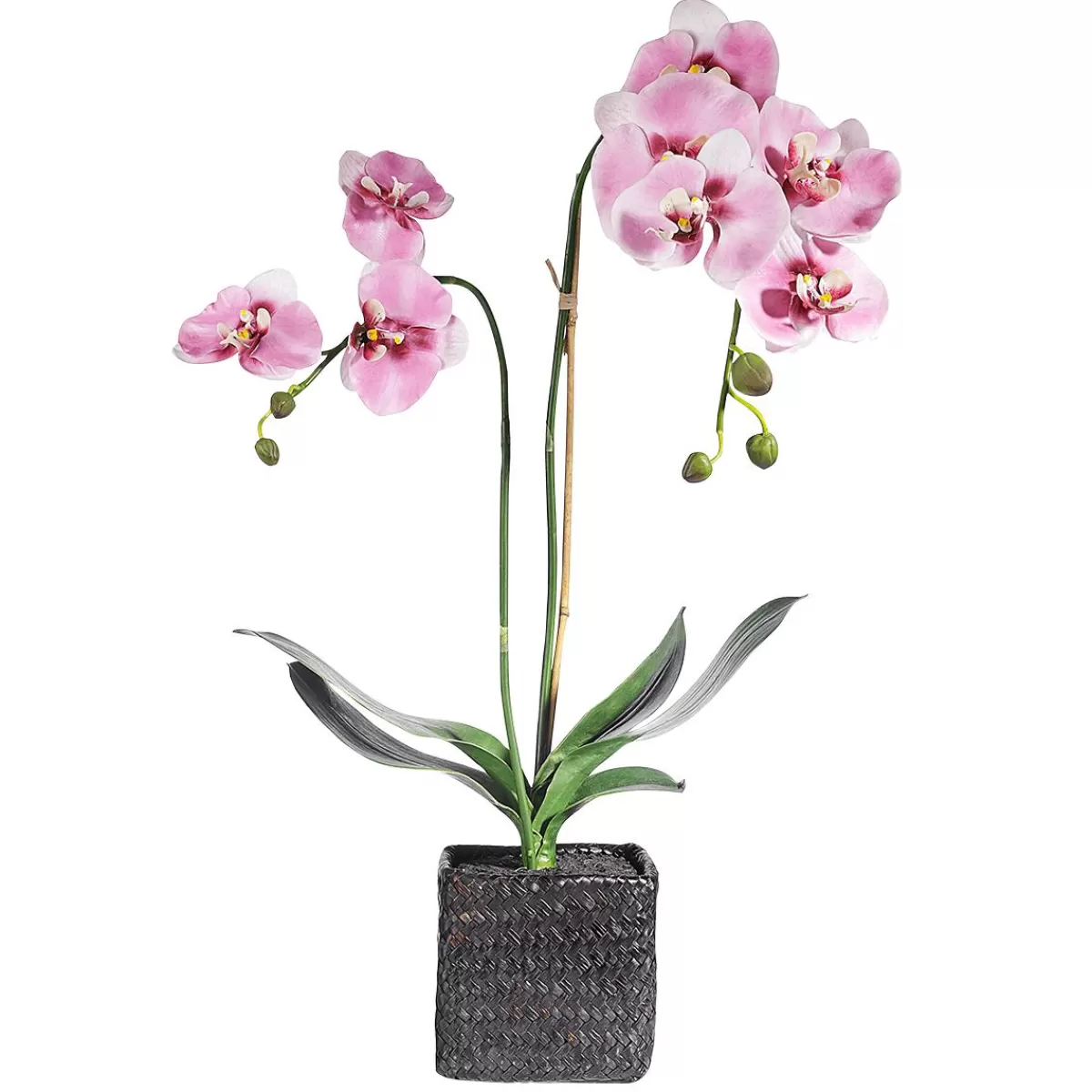 DecoWoerner Decorative Orchid In Pot 80 Cm