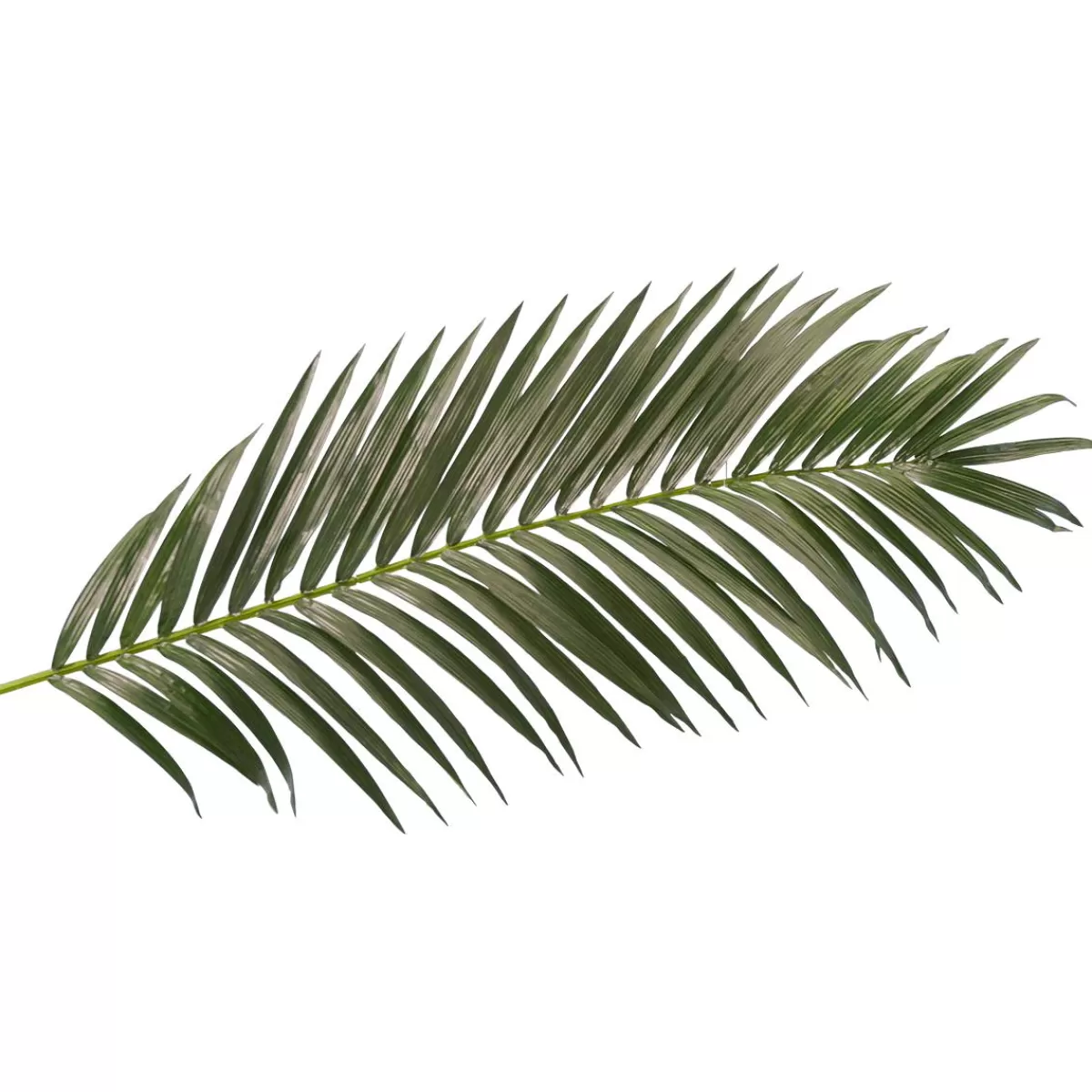 DecoWoerner Decorative Royal Palm Branch, Length 180 Cm