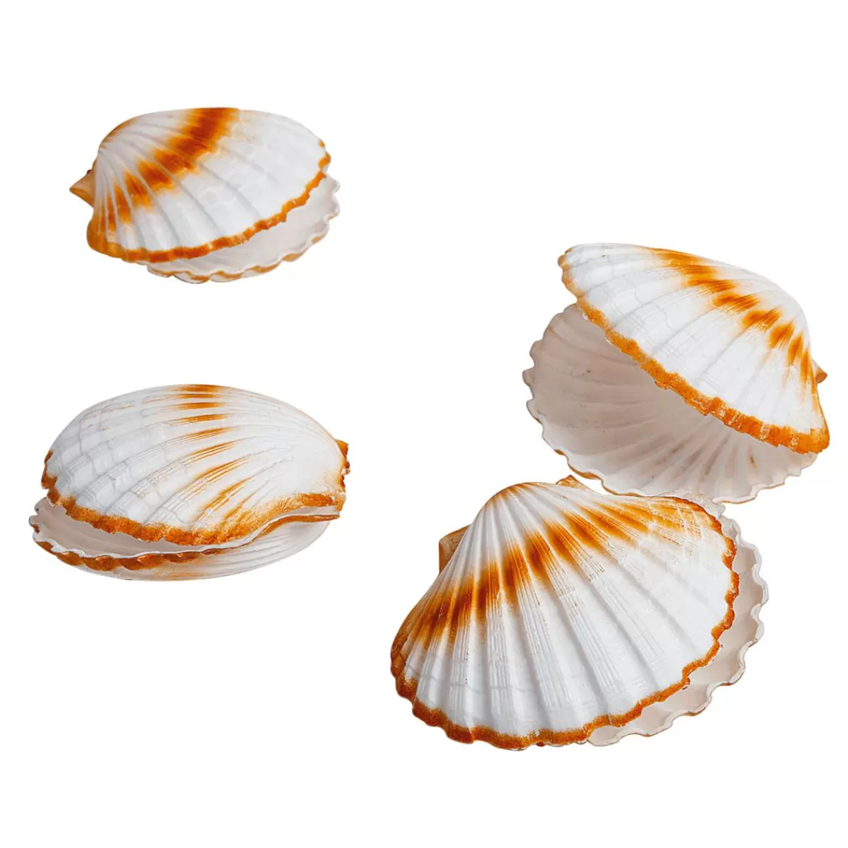 DecoWoerner Decorative Scallops, Ø 10 Cm