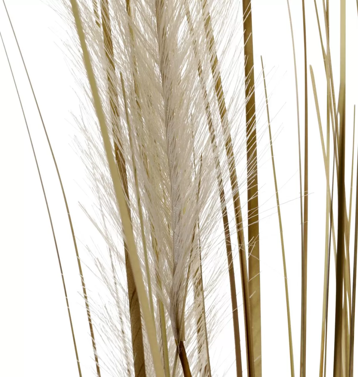 DecoWoerner Dry Grass Bundle 150 Cm High, In White Pot Ø 20 Cm