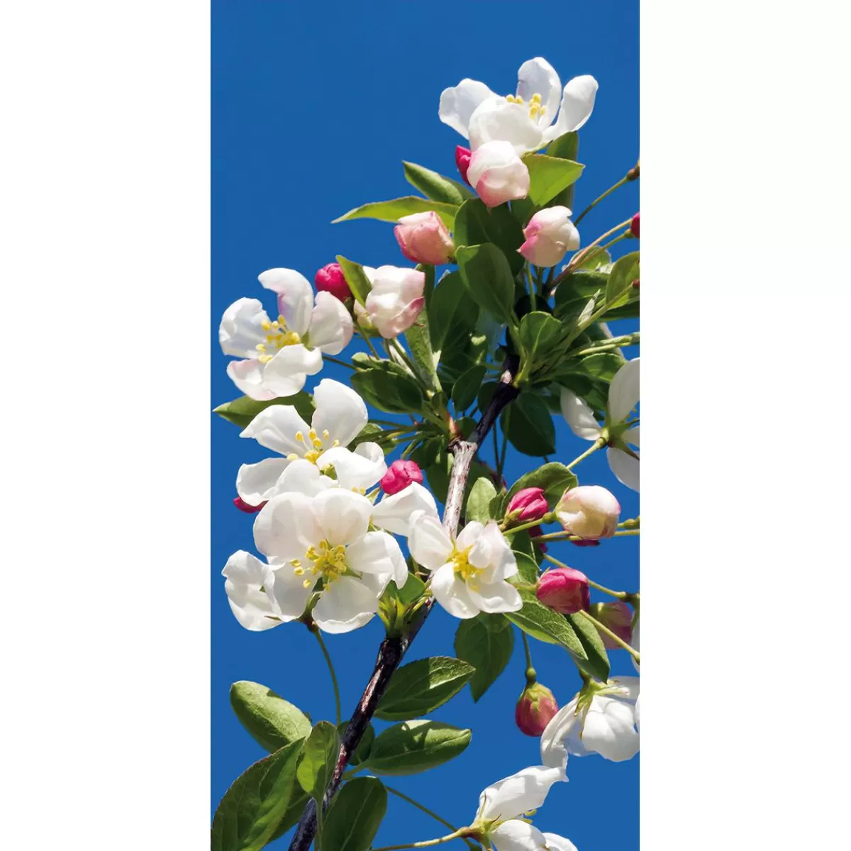 DecoWoerner Flame Retardant Fabric Banner "Apple Blossom Branch" Made Of Flag Fabric 100 X 200 Cm