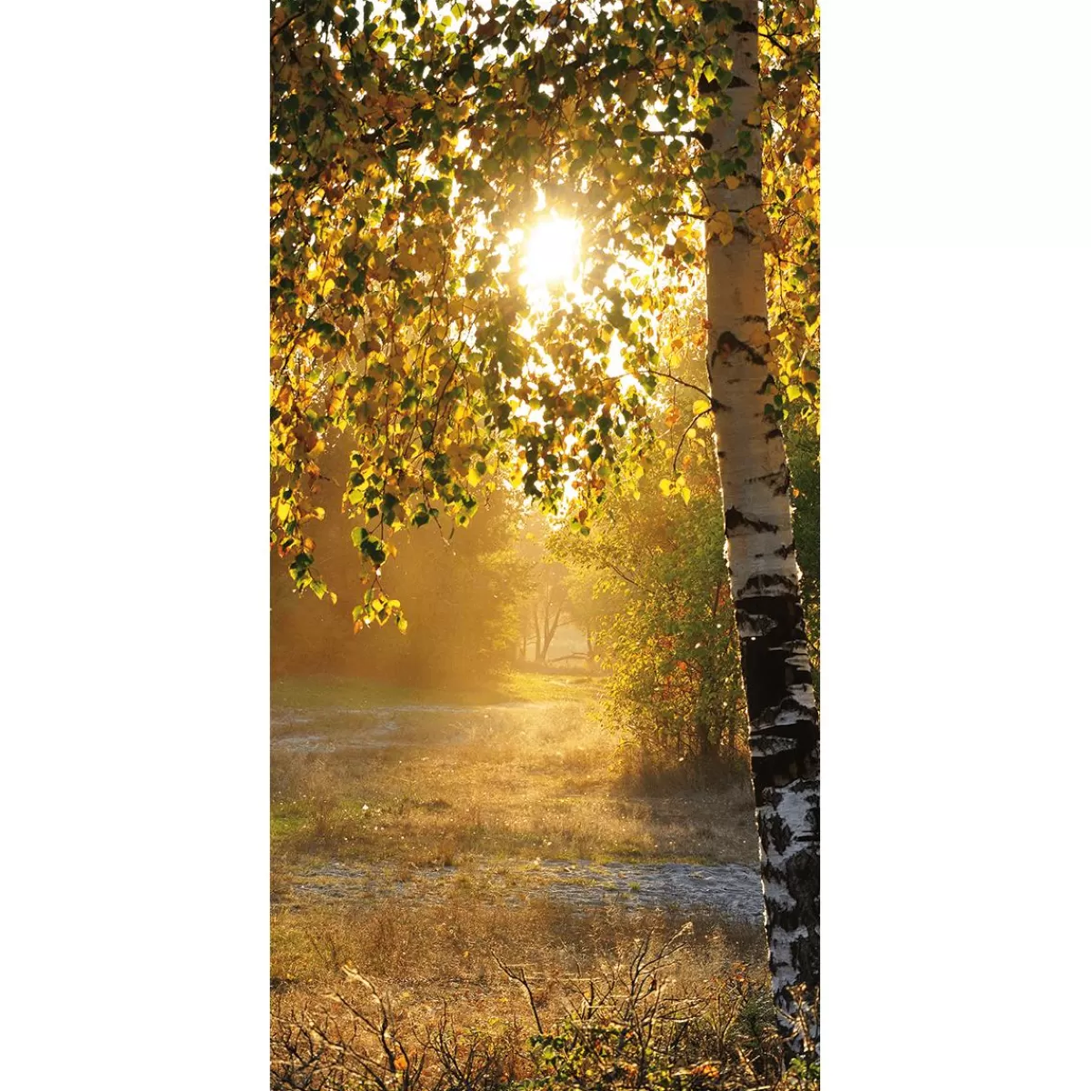 DecoWoerner Flame Retardant Fabric Banner "Autumn Birches" Made Of Flag Fabric 100 X 200 Cm