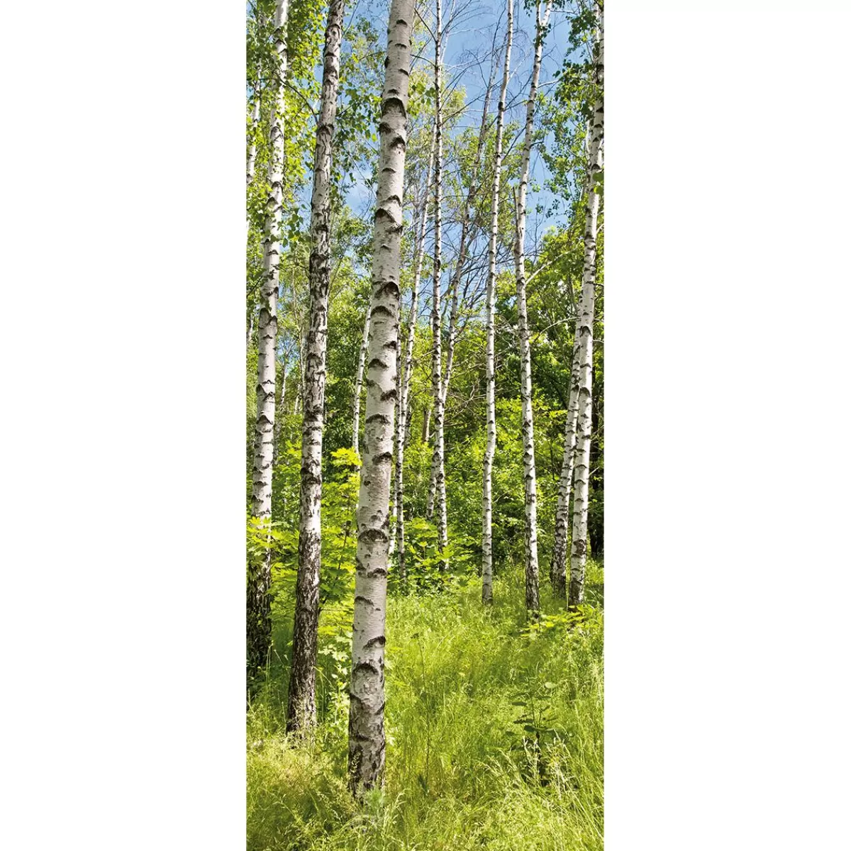 DecoWoerner Flame Retardant Fabric Banner "Birch Forest In Spring" Made Of Flag Fabric 75 X 180 Cm