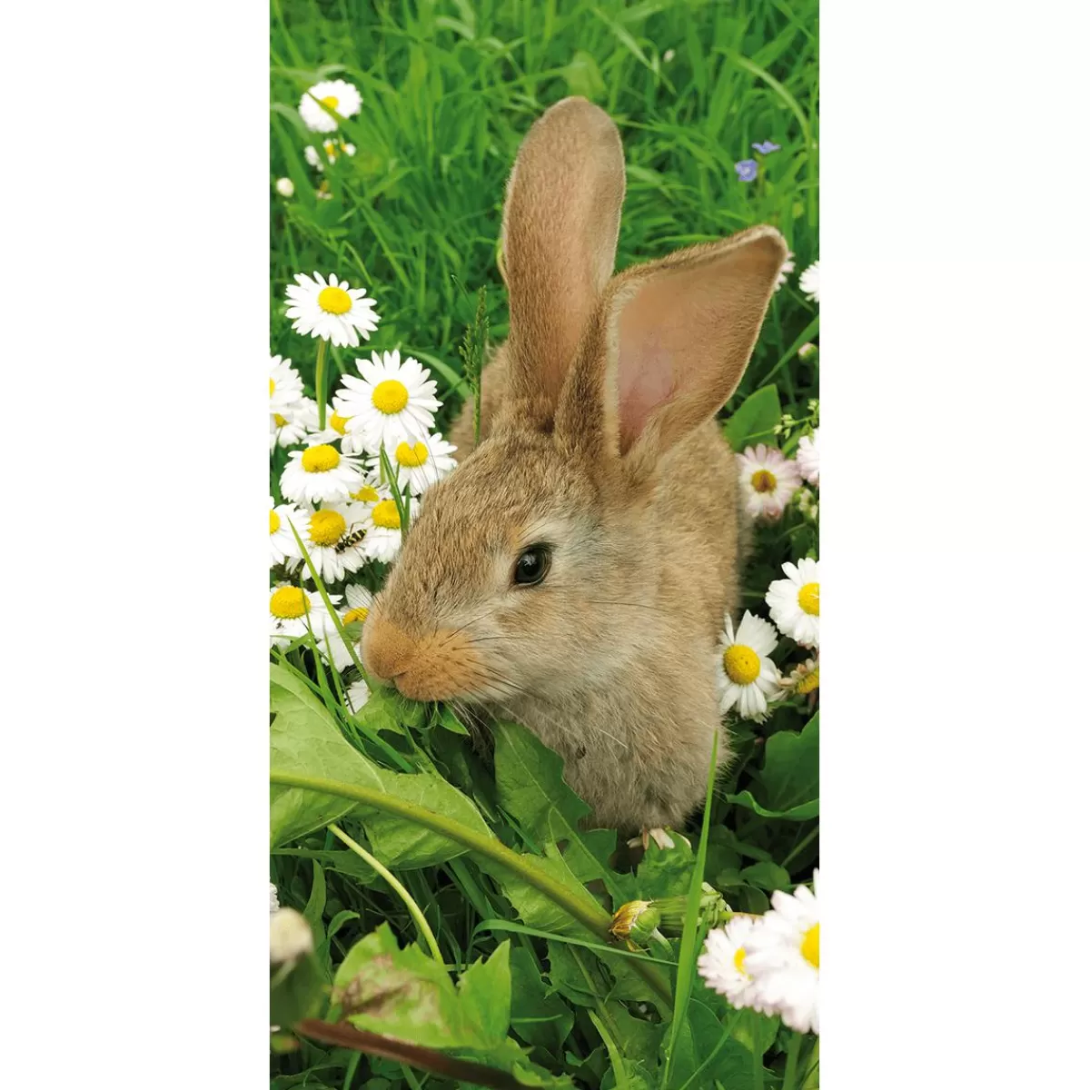 DecoWoerner Flame Retardant Fabric Banner "Bunny Between Daisies" Made Of Flag Fabric 100 X 200 Cm