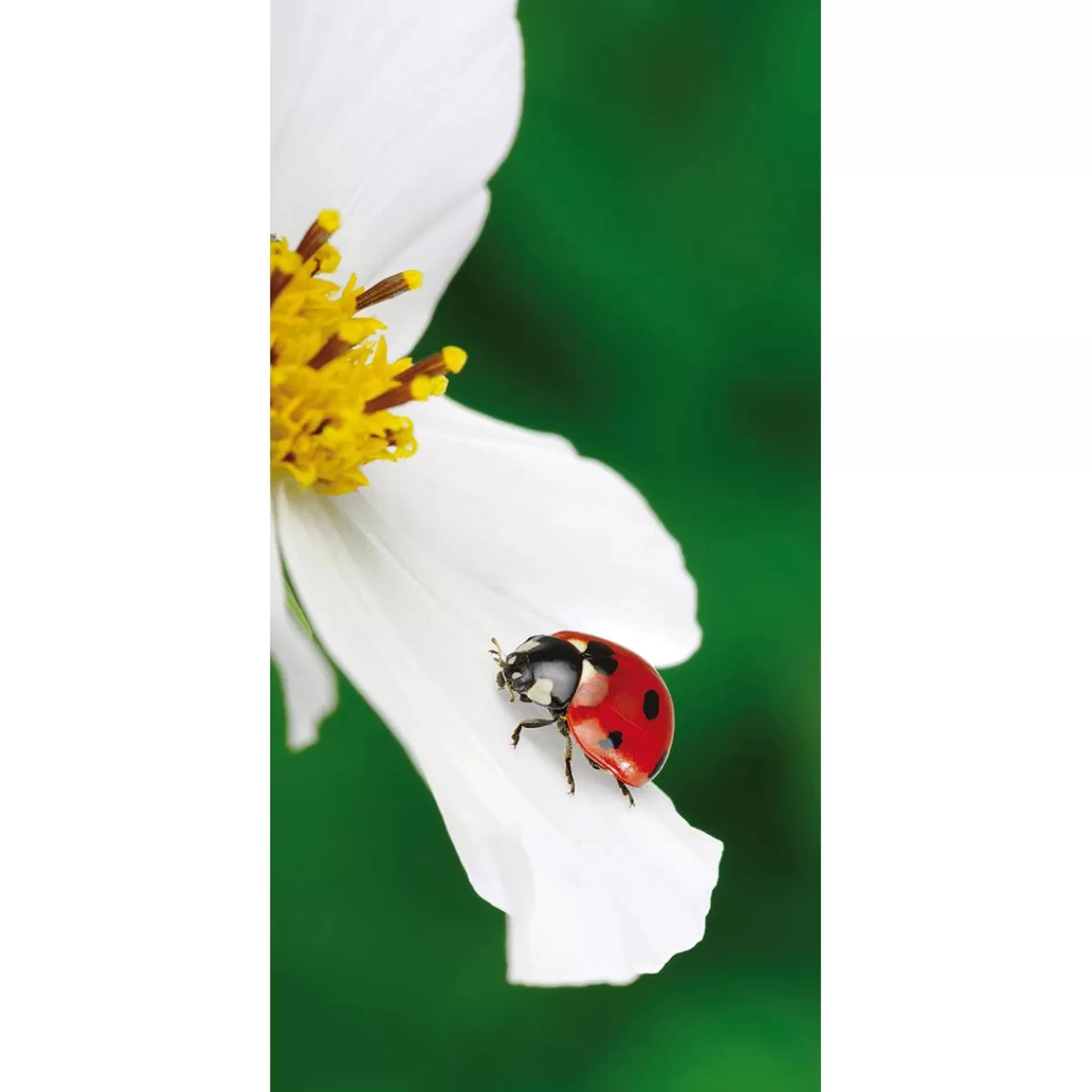 DecoWoerner Flame Retardant Fabric Banner "Ladybird On White Flower" In Banner Fabric 100 X 200 Cm