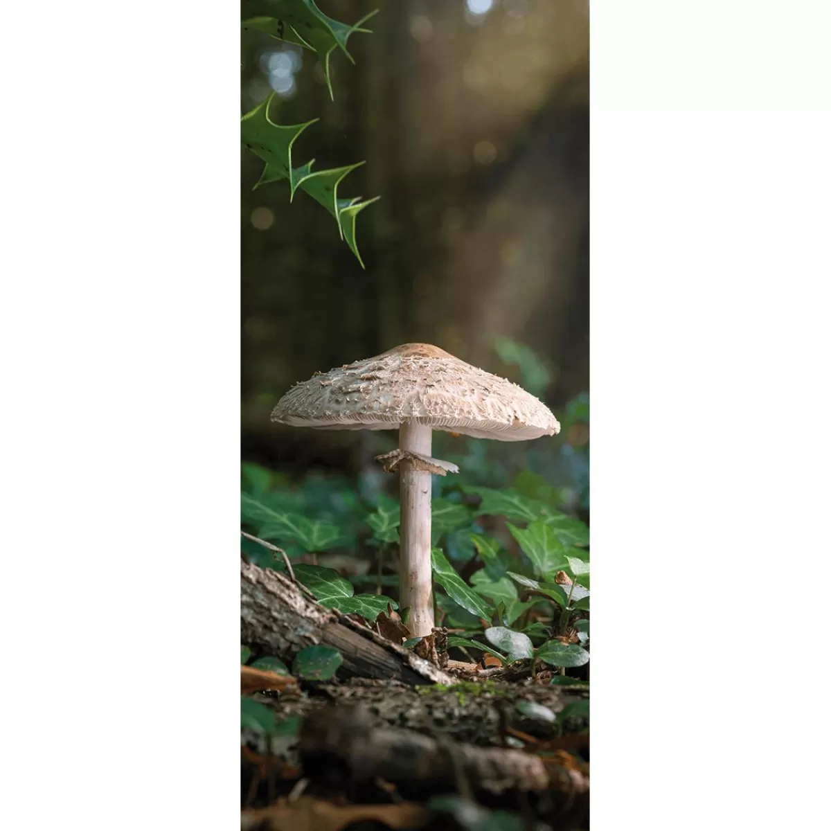 DecoWoerner Flame Retardant Fabric Banner "Large Mushroom" Made Of Flag Fabric 75 X 180 Cm