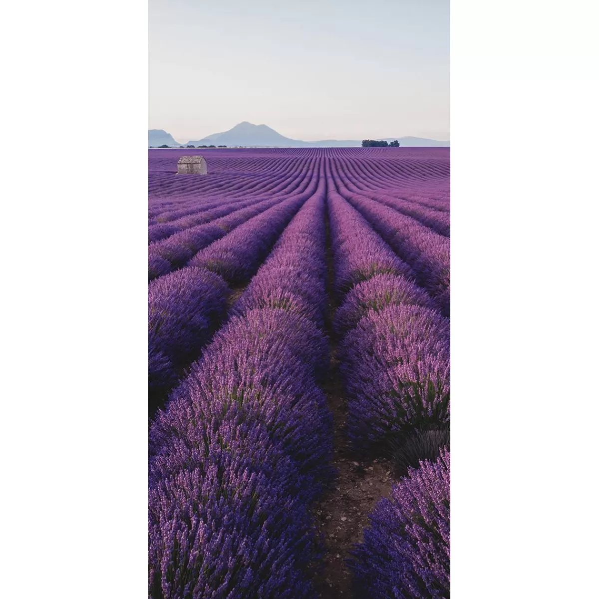 DecoWoerner Flame Retardant Fabric Banner "Lavender Field In Provence" Made Of Flag Fabric 100 X 200 Cm