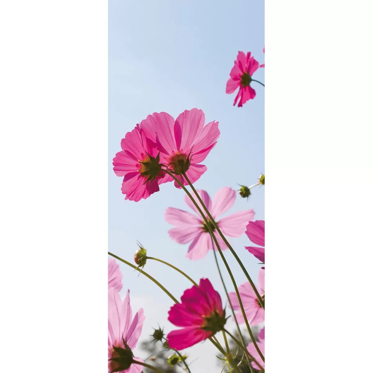 DecoWoerner Flame Retardant Fabric Banner Cosmea Flowers Flag Fabric 75 X 180 Cm