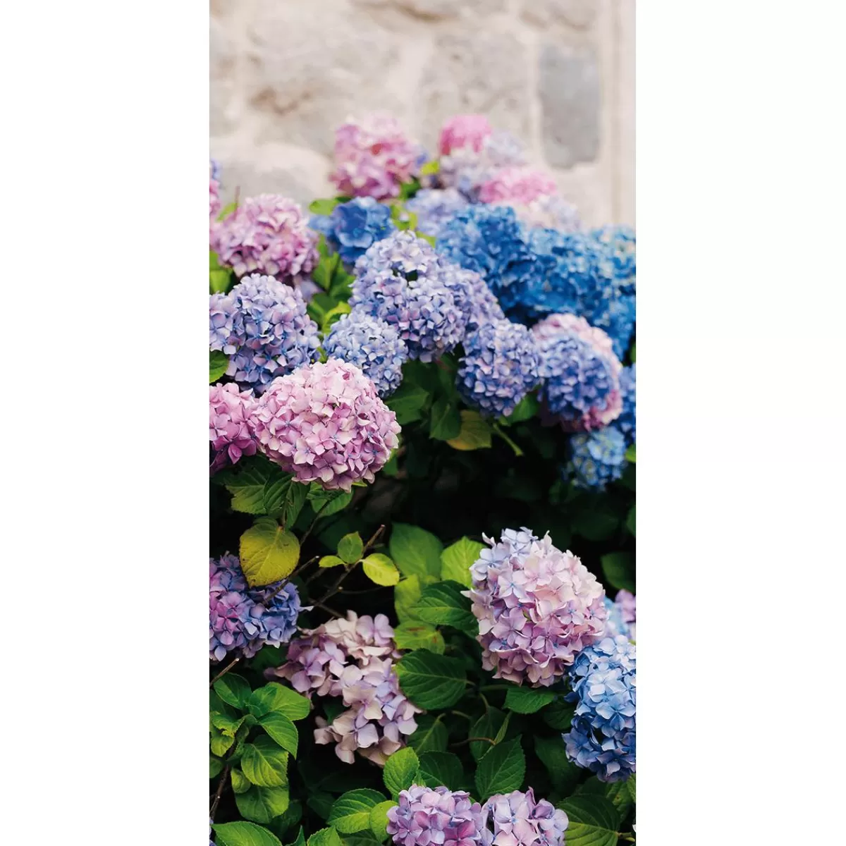 DecoWoerner Flame Retardant Fabric Banner ", Purple And Blue Hydrangeas" Made Of Flag Fabric 100 X 200 Cm