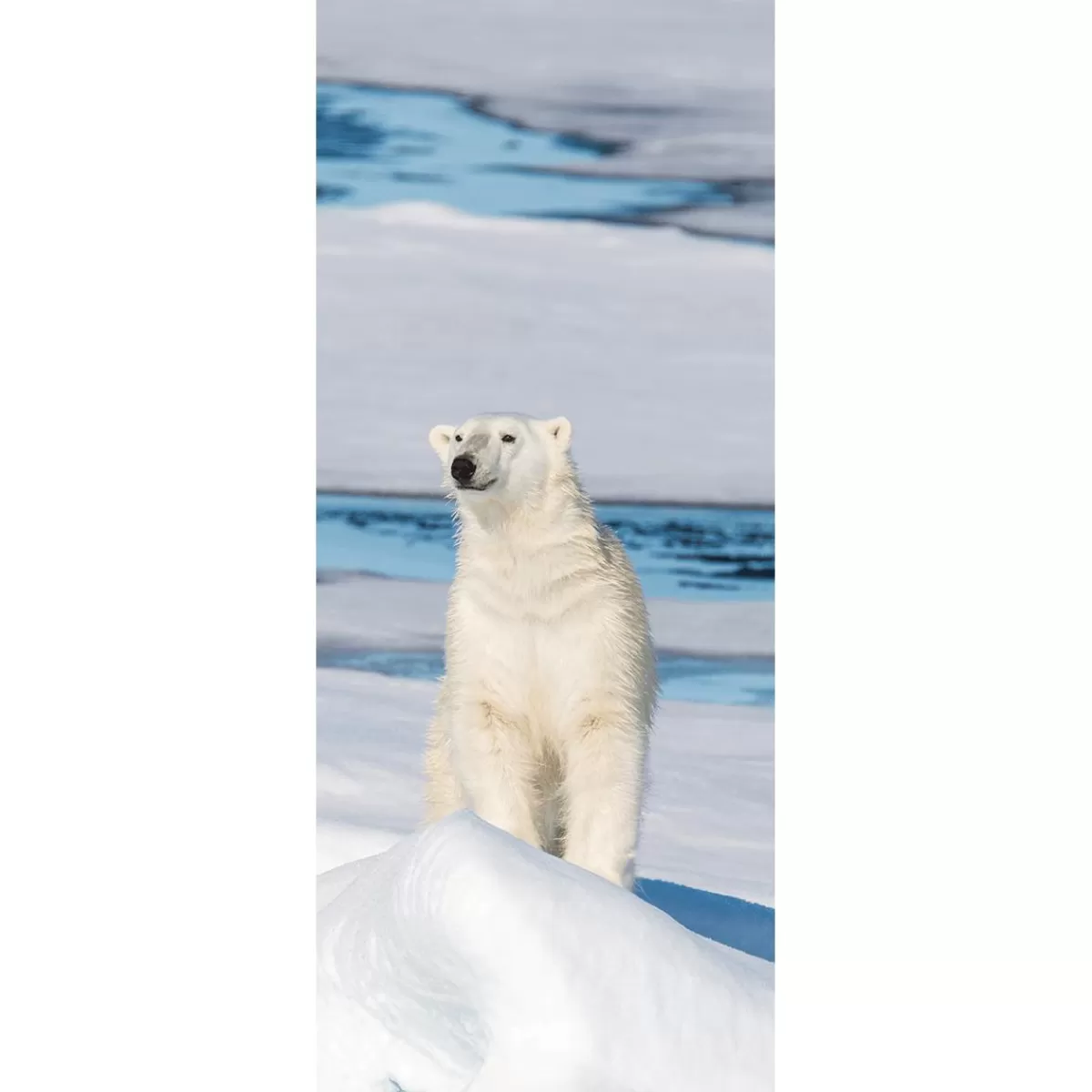 DecoWoerner Flame Retardant Fabric Banner "Polar Bear" Made Of Flag Fabric 75 X 180 Cm