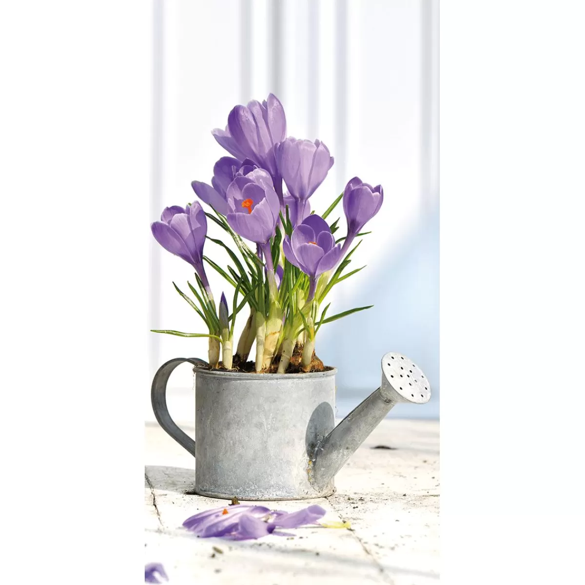 DecoWoerner Flame Retardant Fabric Banner "purple Crocuses In The Watering Can" Made Of Flag Fabric 100 X 200 Cm