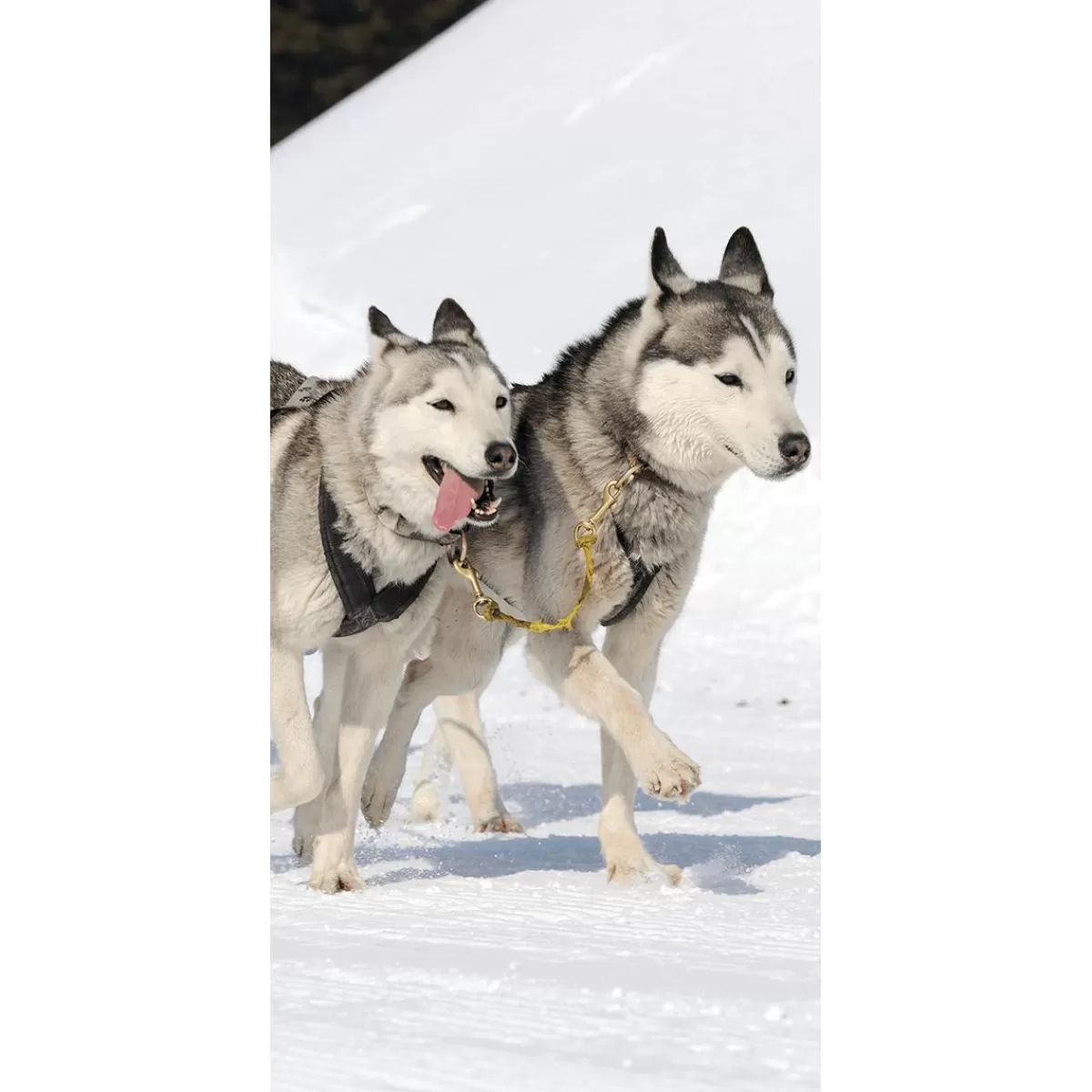 DecoWoerner Flame Retardant Fabric Banner "Racing Huskies" Made Of Flag Fabric 100 X 200 Cm