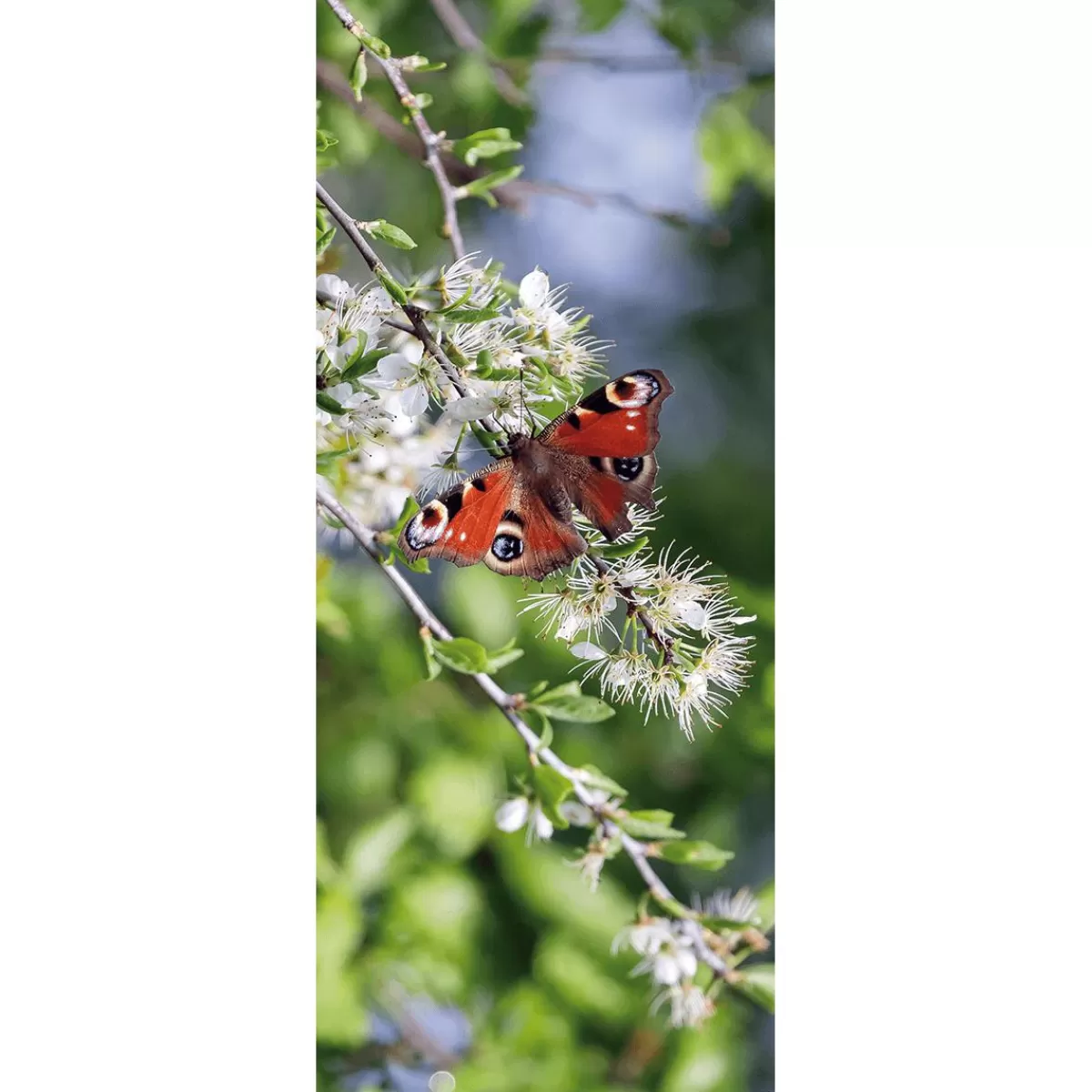 DecoWoerner Flame Retardant Fabric Banner " Butterfly Peacock Eye" Made Of Flag Fabric 75 X 180 Cm