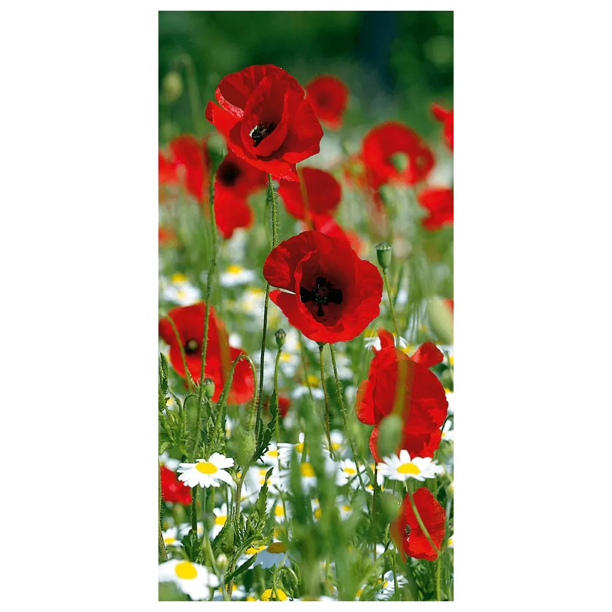 DecoWoerner Flame Retardant Fabric Banner " Poppy" Made Of Flag Fabric 100 X 200 Cm