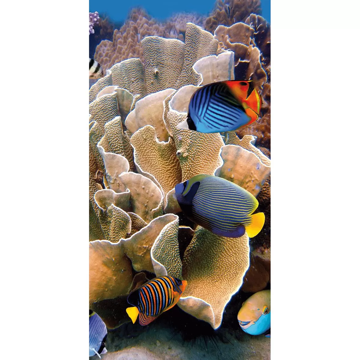 DecoWoerner Flame Retardant Fabric Banner "Reef With Colourful Coral Fish" Made Of Flag Fabric 100 X 200 Cm