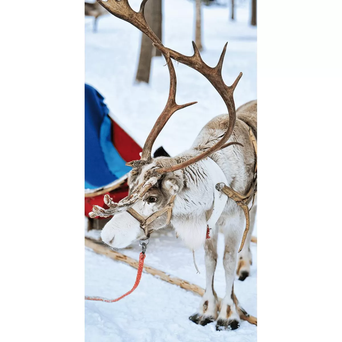 DecoWoerner Flame Retardant Fabric Banner "Reindeer With Sleigh" Made Of Flag Fabric 75 X 180 Cm