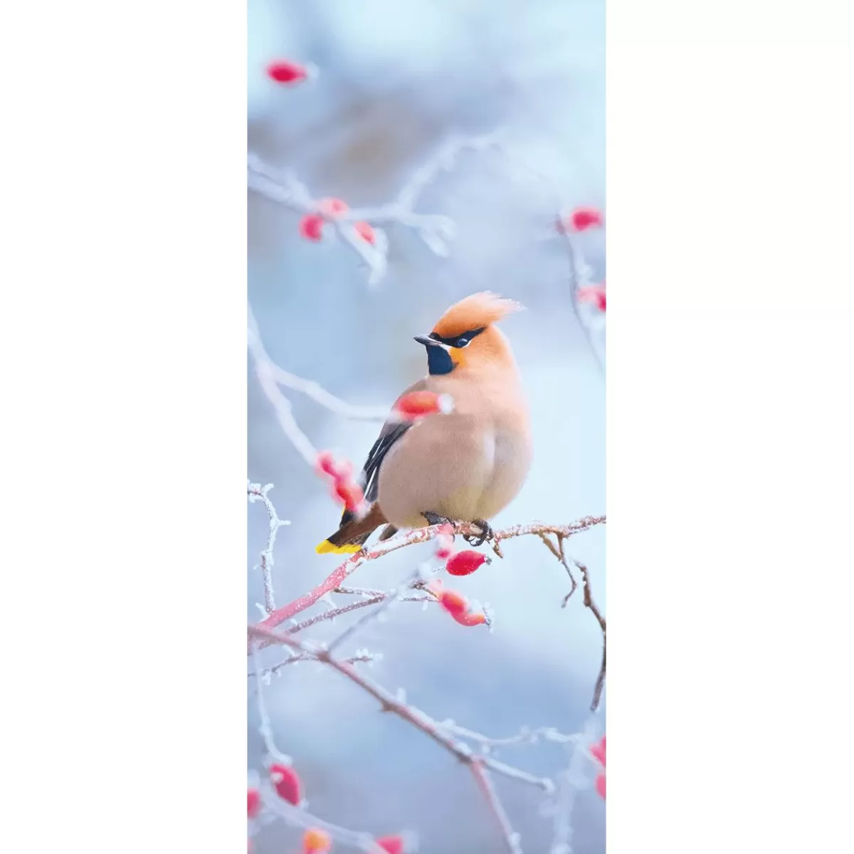 DecoWoerner Flame Retardant Fabric Banner "Silktail Bird In Rosehip" Made Of Flag Fabric 75 X 180 Cm