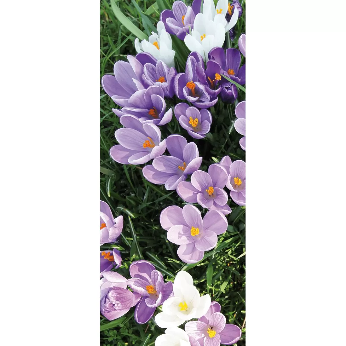 DecoWoerner Flame Retardant Fabric Banner White And Purple Crocuses Flag Fabric 75 X 180 Cm