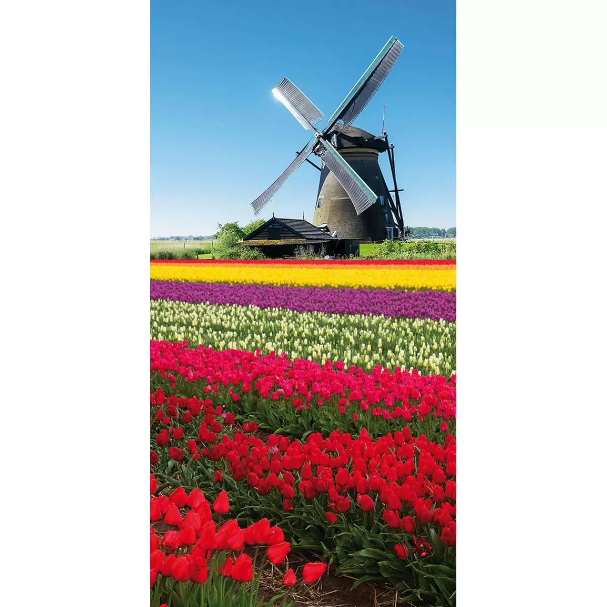 DecoWoerner Flame Retardant Fabric Banner "Windmill In The Tulip Field" Made Of Flag Fabric 100 X 200 Cm