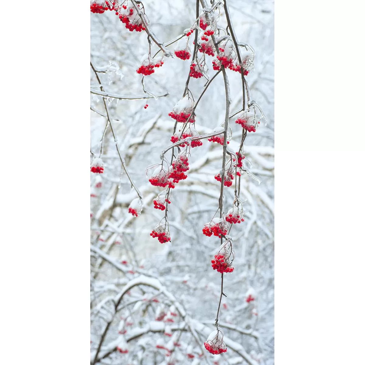 DecoWoerner Flame Retardant Fabric Banner "Winter Berries" Made Of Flag Fabric 100 X 200 Cm