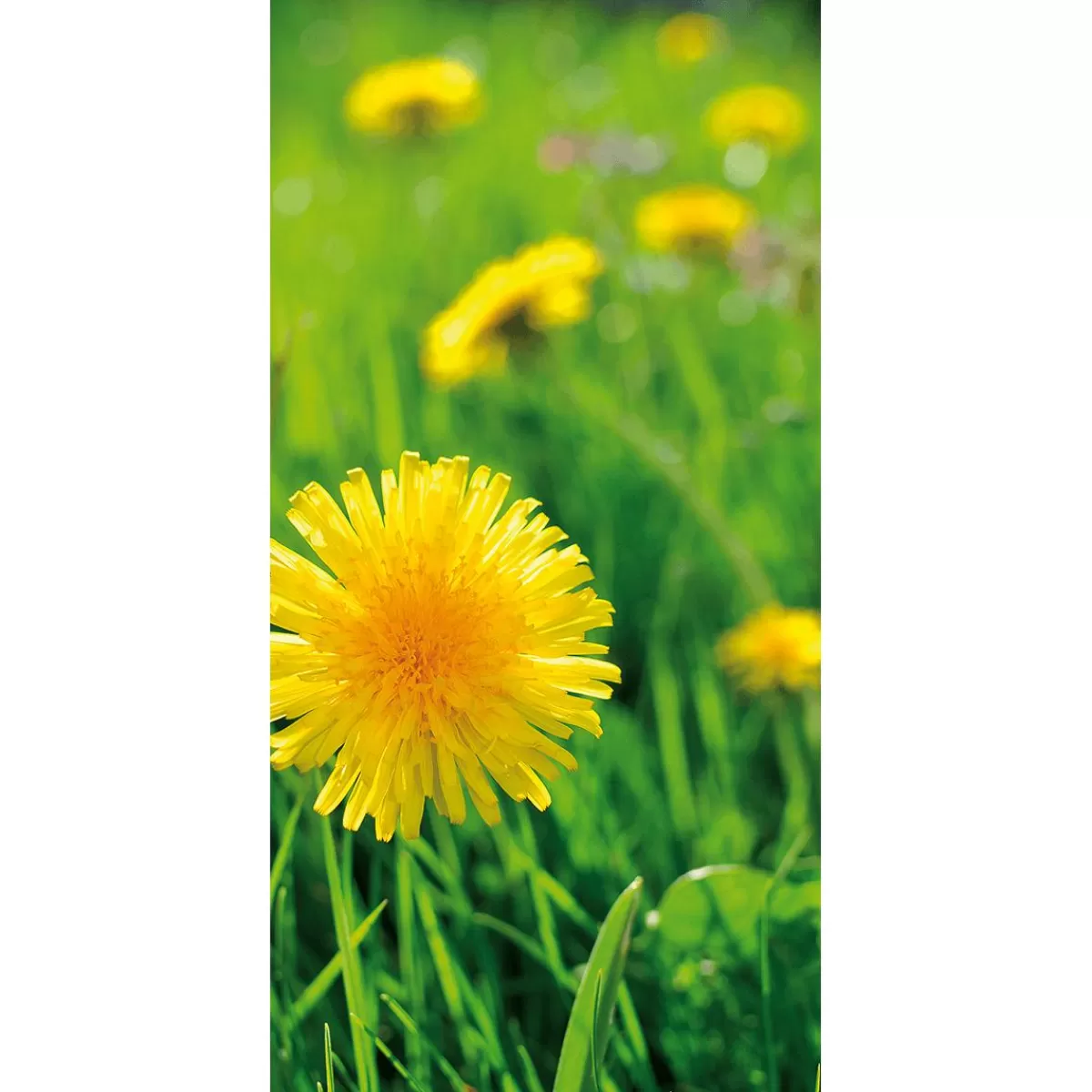 DecoWoerner Flame Retardant Fabric Banner " Dandelion" Made Of Flag Fabric 100 X 200 Cm