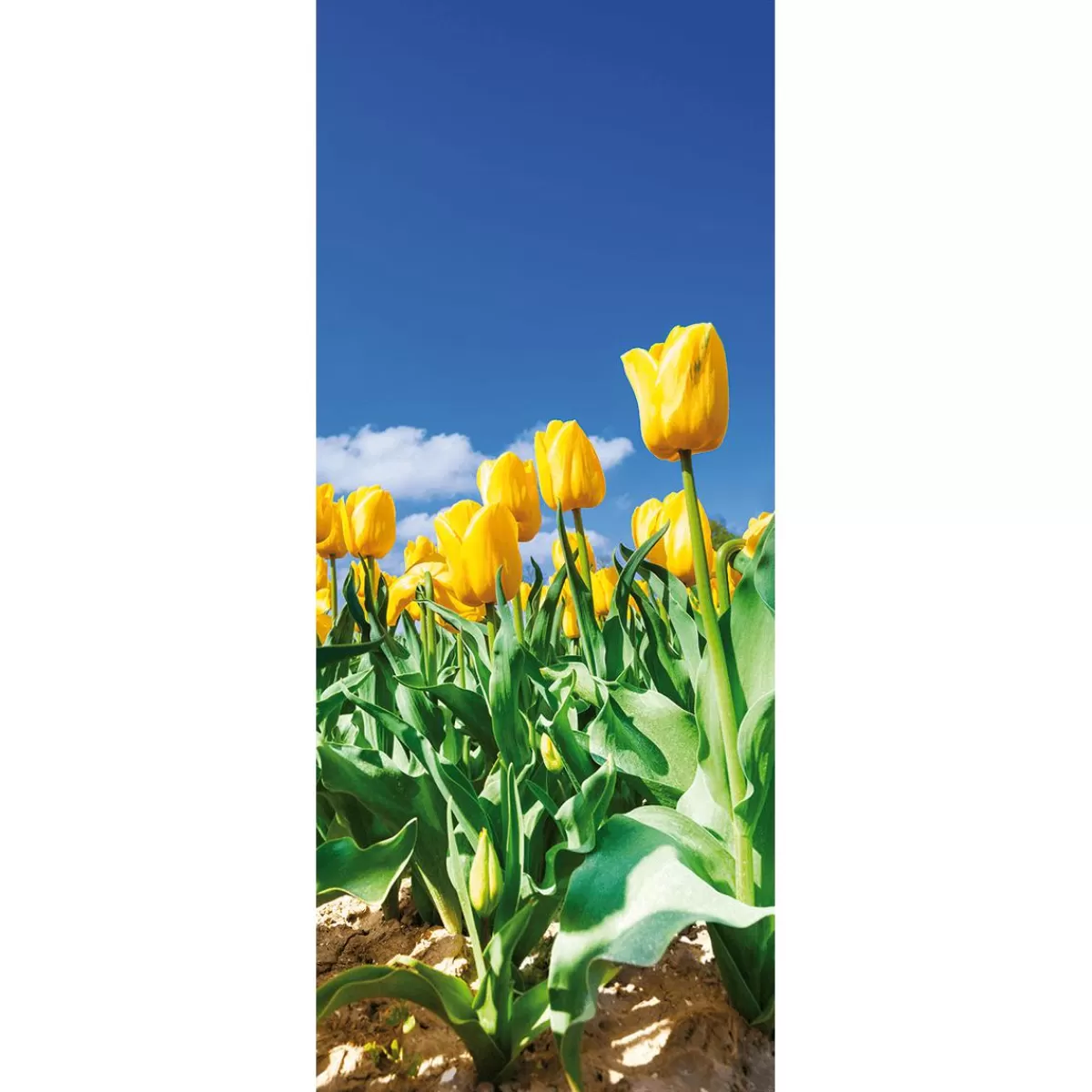 DecoWoerner Flame Retardant Fabric Banner Tulip Field Made Of Flag Fabric 75 X 180 Cm