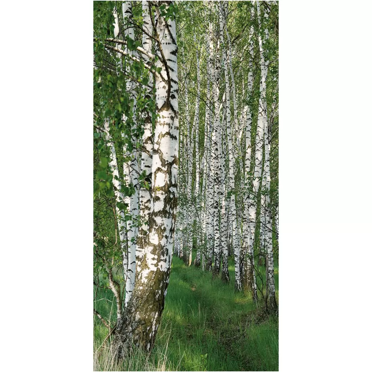 DecoWoerner Lightfast, Natural Fabric Banner "Birch Forest" Made Of Cotton 100 X 200 Cm