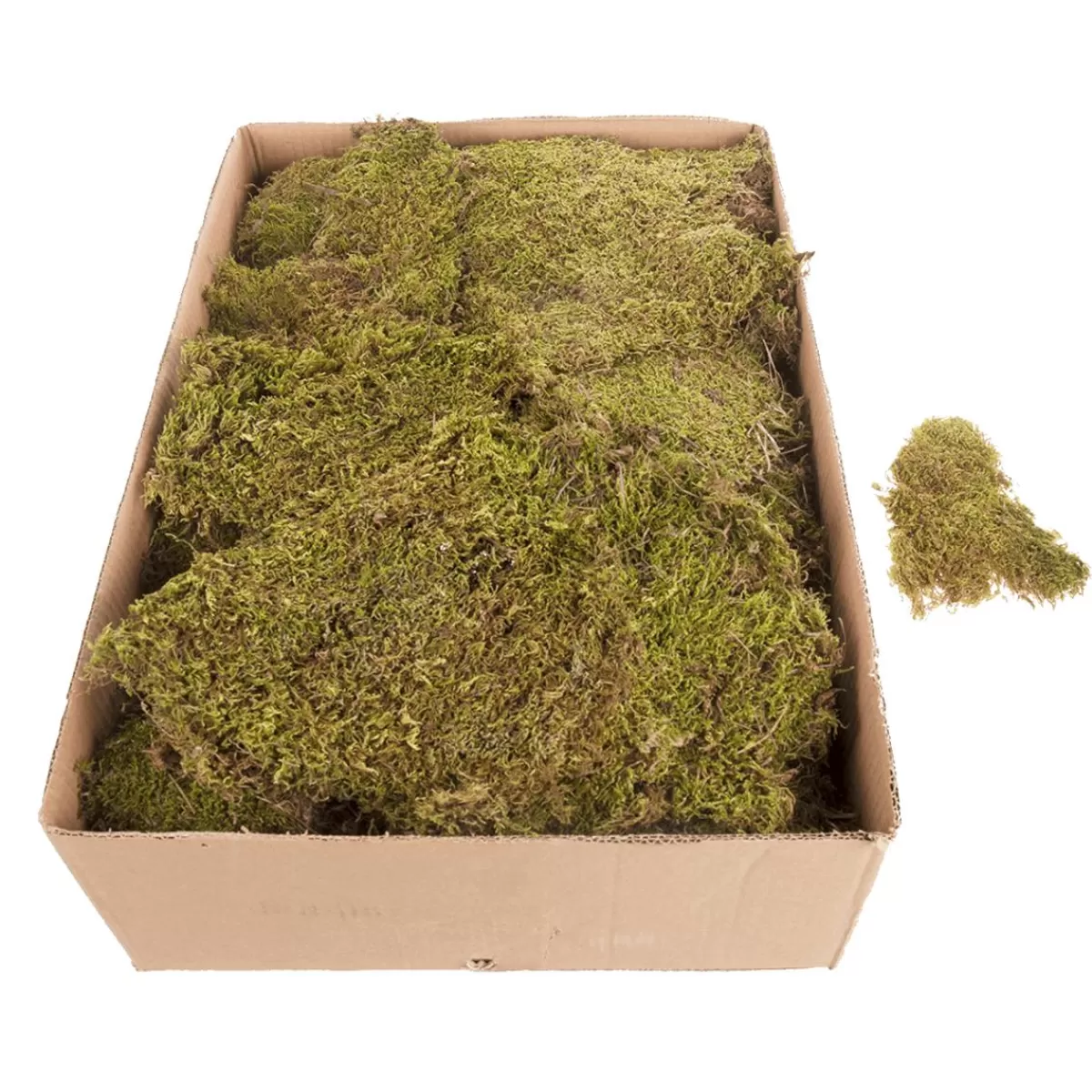 DecoWoerner Moss Mats, Moss Plates 2 Kg