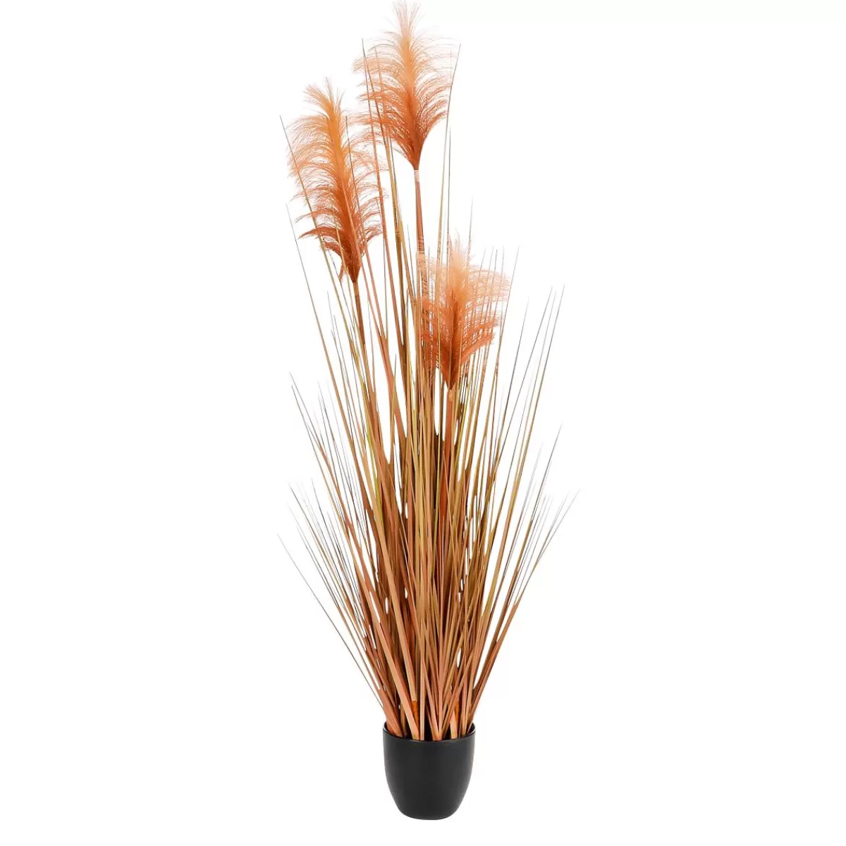 DecoWoerner Coloured Decorative Pampas Grass In Black Pot 117 Cm