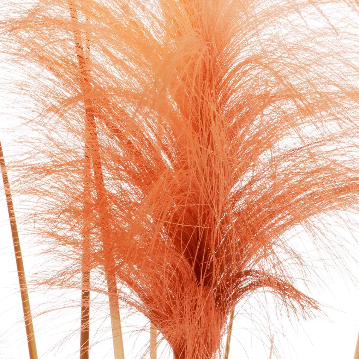 DecoWoerner Coloured Decorative Pampas Grass In Black Pot 117 Cm