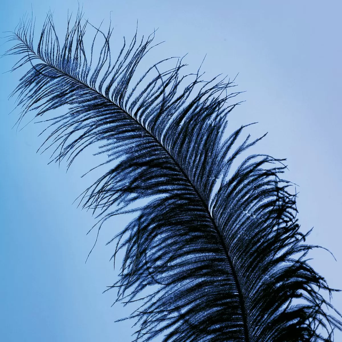 DecoWoerner Ostrich Feather