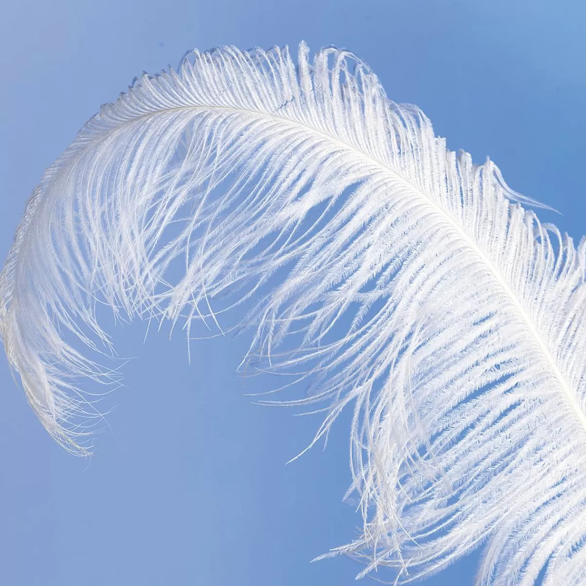 DecoWoerner Ostrich Feather