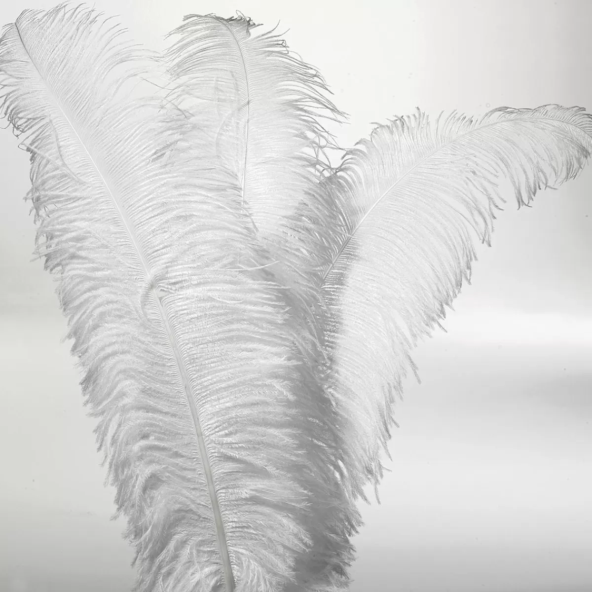 DecoWoerner Ostrich Feather