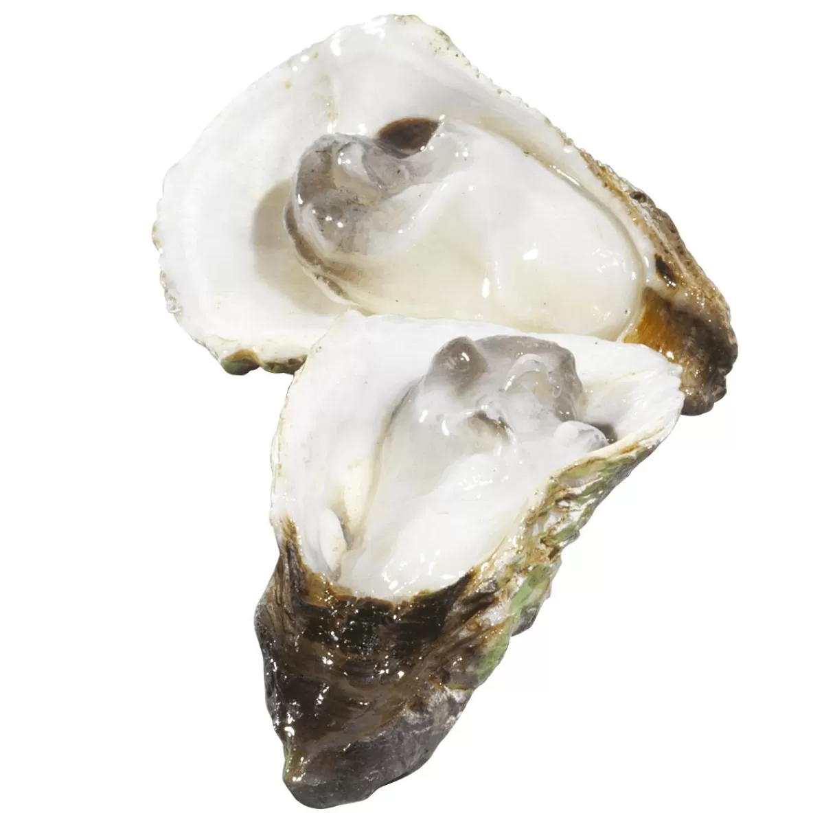 DecoWoerner Oyster Set á 3 Pieces Food Dummy