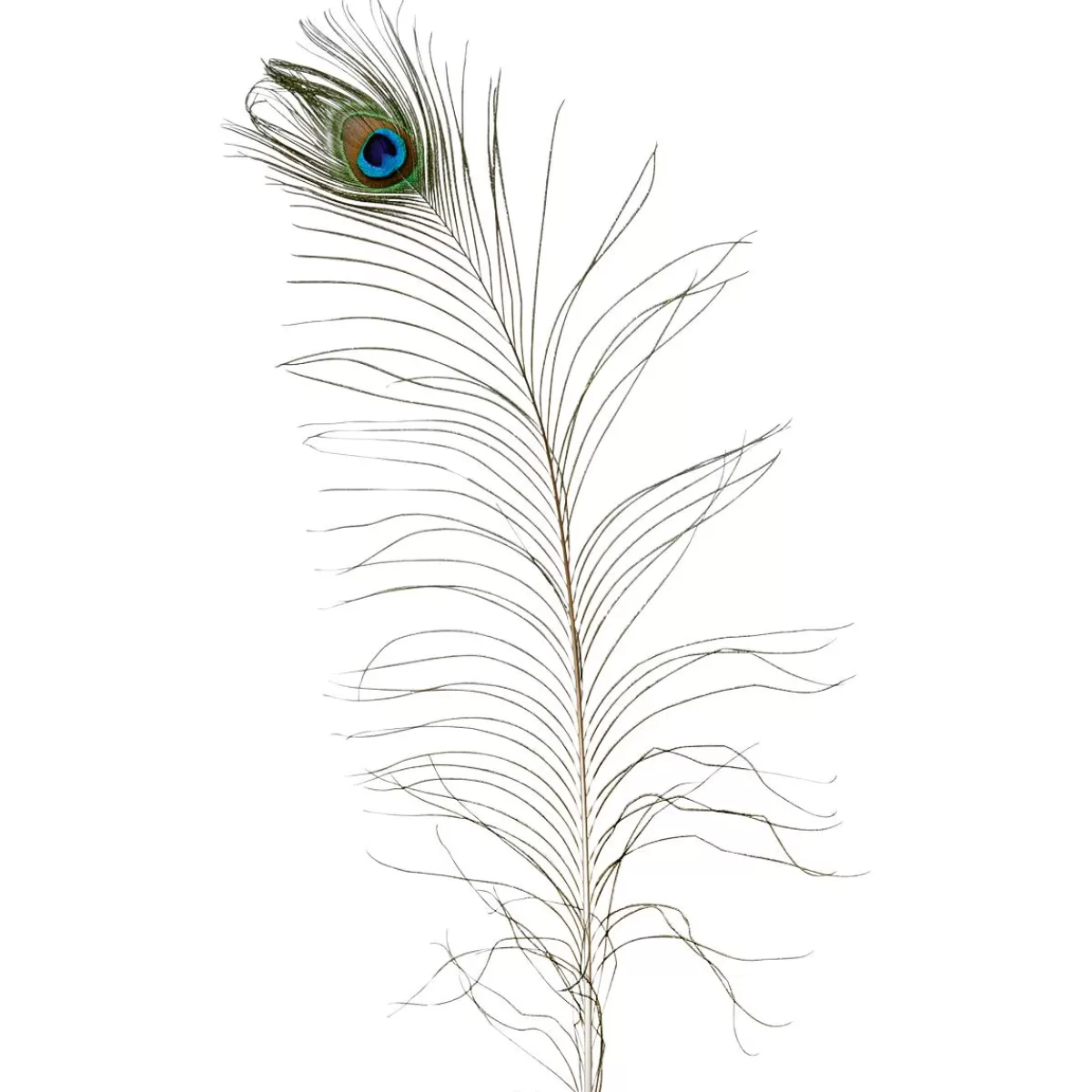 DecoWoerner Peacock Feathers, 10 Pcs