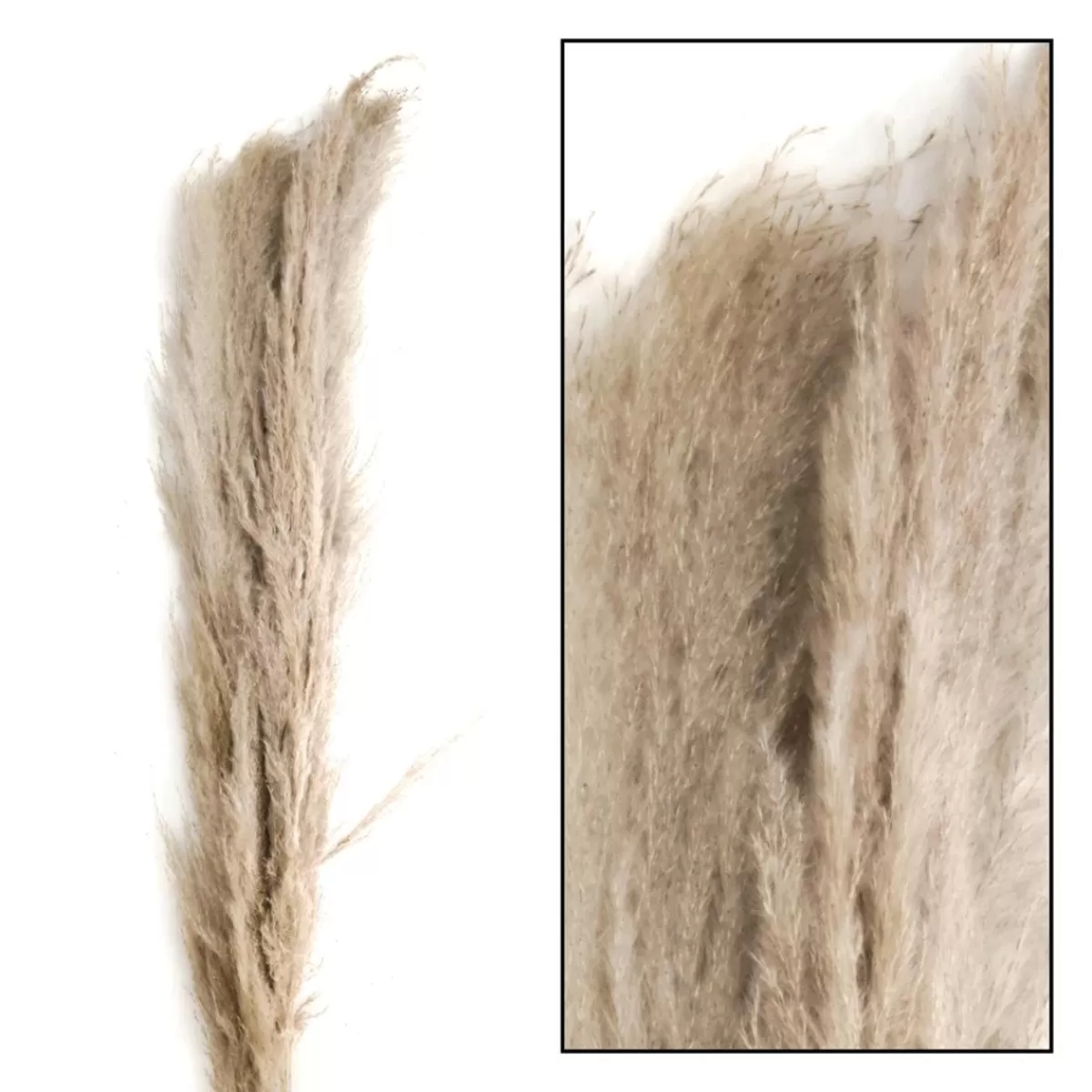 DecoWoerner Real Dried Pampas Grass Triple Pack 150 Cm