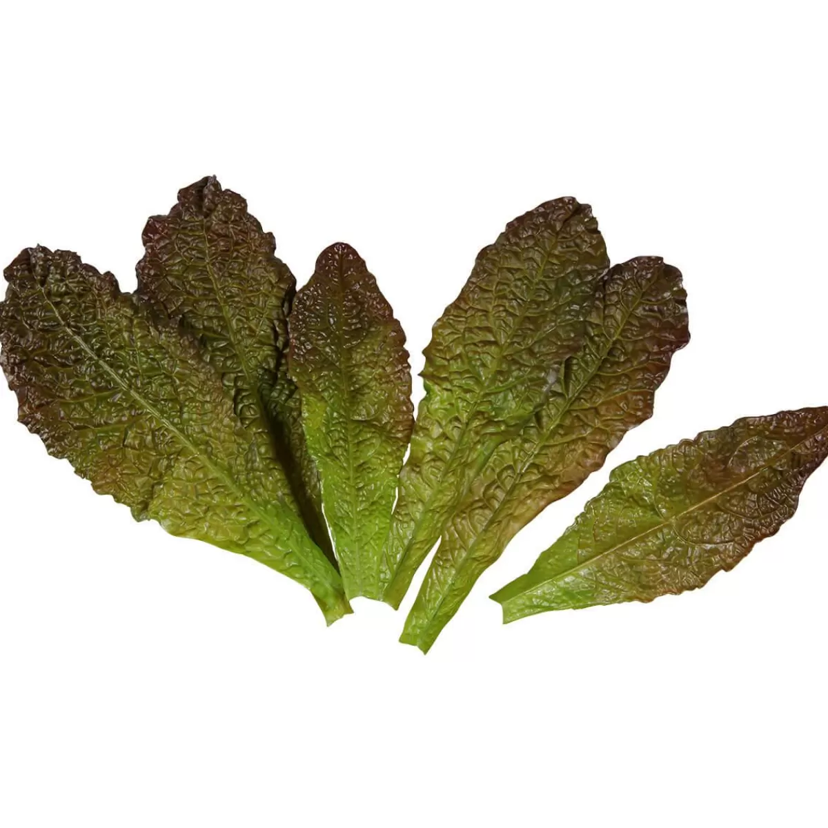 DecoWoerner Romaine Lettuce Leaves - Red Food Replica, 6 Pcs