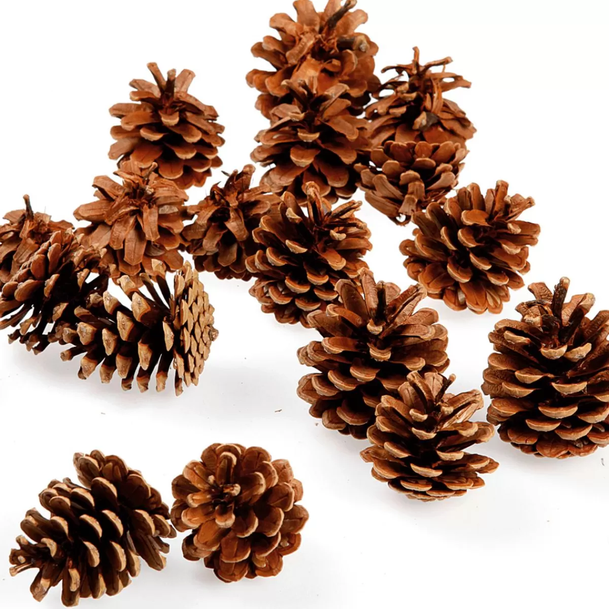 DecoWoerner Scatter Articles Pine Cones, Approx. 50 Pieces