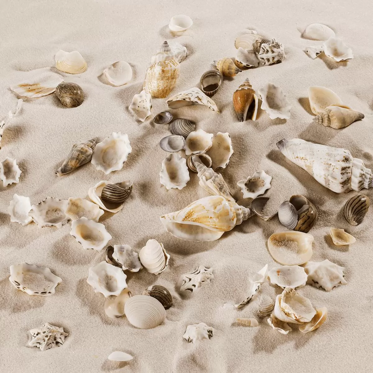 DecoWoerner Shell And Snail Mix Maritime Scatter Decoration 2000 G