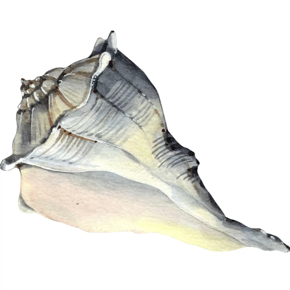 DecoWoerner Shell Display In Watercolours 52 X 35 Cm