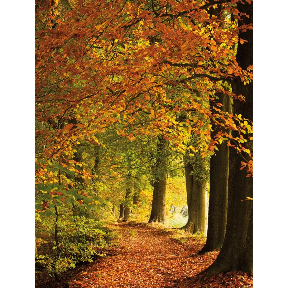 DecoWoerner XL Fabric Banner "Autumn Forest" Made Of Flame Retardant Flag Fabric 150 X 200 Cm