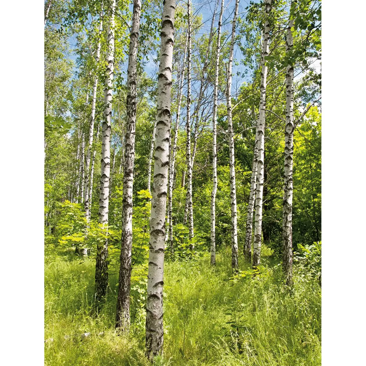 DecoWoerner XL Fabric Banner "Birch Forest In Spring" Made Of Flame Retardant Flag Fabric 150 X 200 Cm