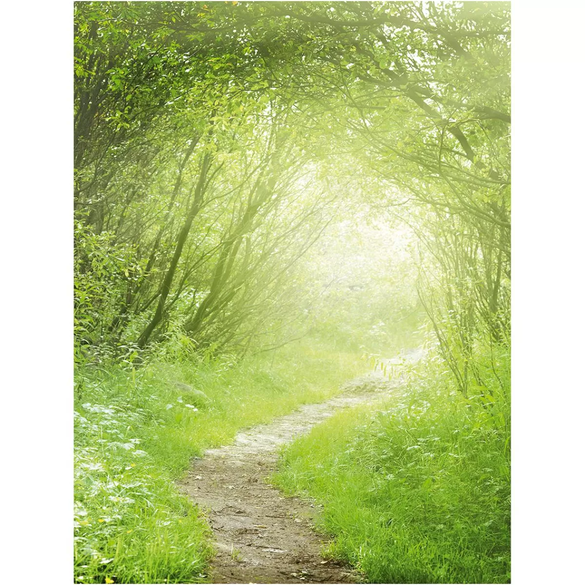 DecoWoerner XL Fabric Banner "Forest Path" Made Of Flame Retardant Flag Fabric 150 X 200 Cm